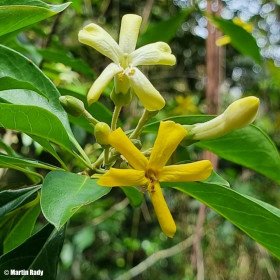 Frangipanier australien à fleurs jaunes, Hymenosporum flavum